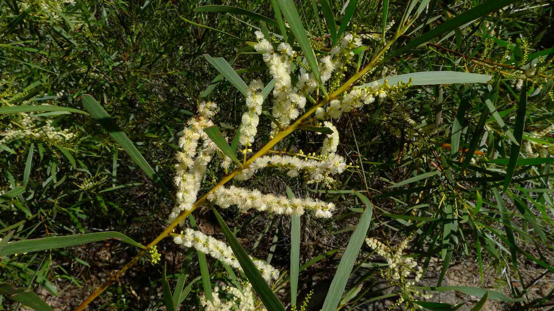 Medicinal & Magical Properties of Acacia