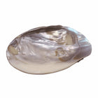 Abalone Smudge Shell